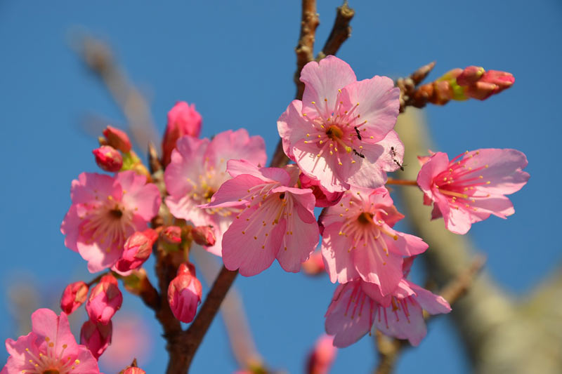 沖縄で桜開花 日本一早い 桜まつり の見どころをご紹介 ウェザーニュース