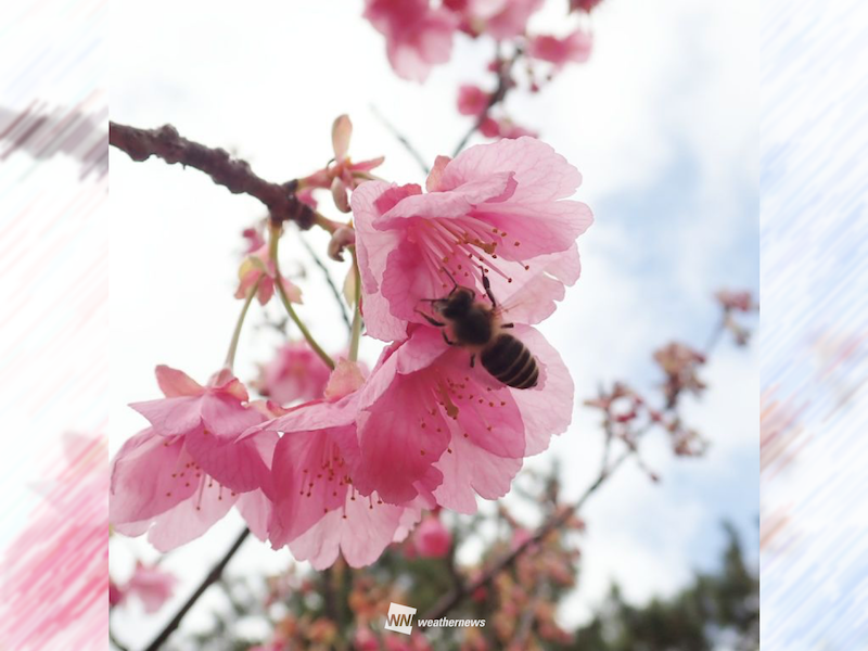 日本で最も早咲きの桜「土肥桜」の開花進む - ウェザーニュース