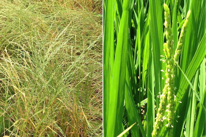 花粉症を引き起こす植物と飛散シーズン ウェザーニュース