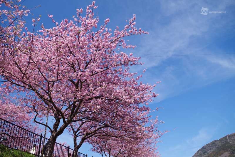 伊豆には早くも春到来 川沿いの河津桜も満開に ウェザーニュース