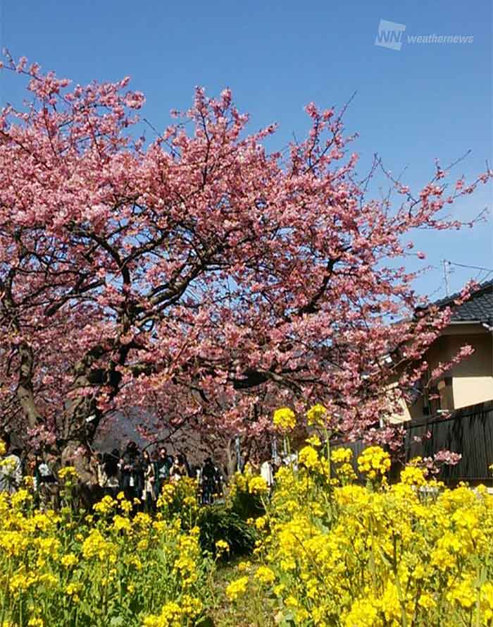 伊豆には早くも春到来 川沿いの河津桜も満開に ウェザーニュース