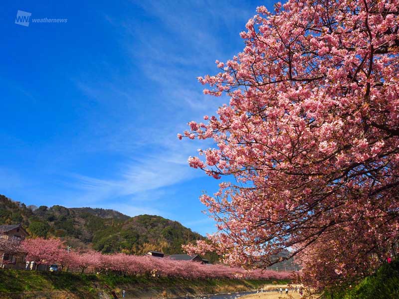 伊豆には早くも春到来 川沿いの河津桜も満開に ウェザーニュース