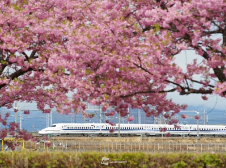 【絶景】満開の河津桜と新幹線のコラボ ウェザーニュース