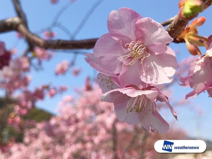 【絶景】満開の河津桜と新幹線のコラボ ウェザーニュース