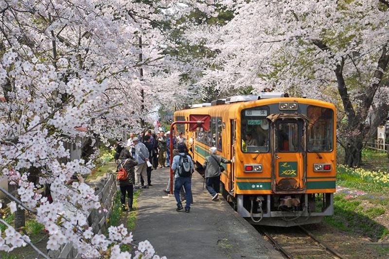 鉄道のプロが選ぶ！ 桜の名勝路線5選 - ウェザーニュース