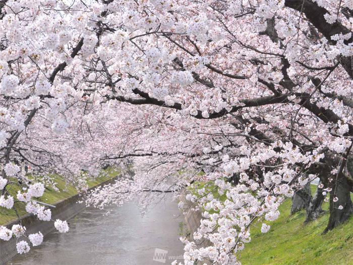 川沿いに桜が多い理由は災害対策だった ウェザーニュース