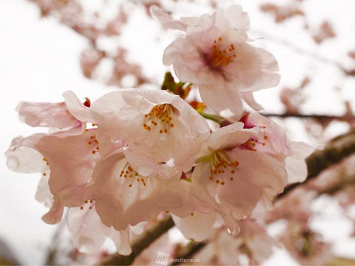 催花雨や桜雨などなど 言葉で楽しむ桜の世界 ウェザーニュース