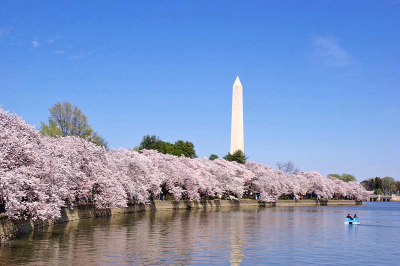 海外で人気 桜の名所5選 ウェザーニュース