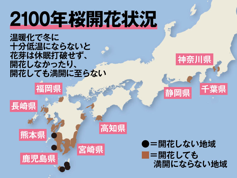 地球温暖化でソメイヨシノの開花が遅れ 咲かなくなる地域が出てくる ウェザーニュース