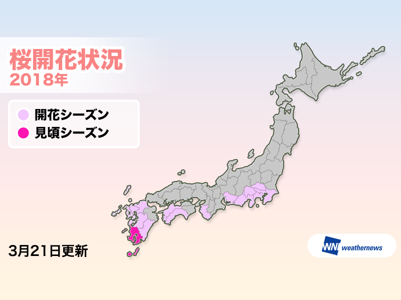 千葉 埼玉 愛知 山梨で桜の開花シーズン 最初の見頃シーズンインは鹿児島 ウェザーニュース