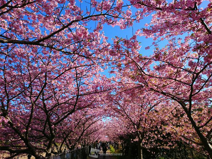 七十二候 あなたはどれが好き 様々な品種の桜をご紹介 ウェザーニュース