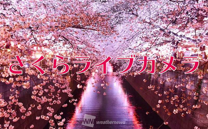 お花見ライブカメラ 目黒川沿いの桜を配信中 ウェザーニュース