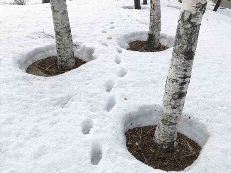 雪国にも春の光景 根開き が出現 ウェザーニュース