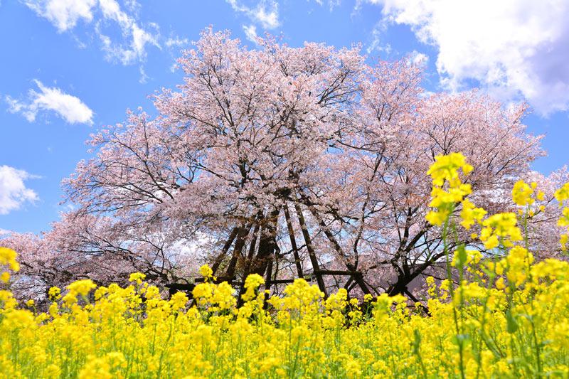天然記念物☆木材 タカトオコヒガンザクラの角材 記念日の薪や彫刻