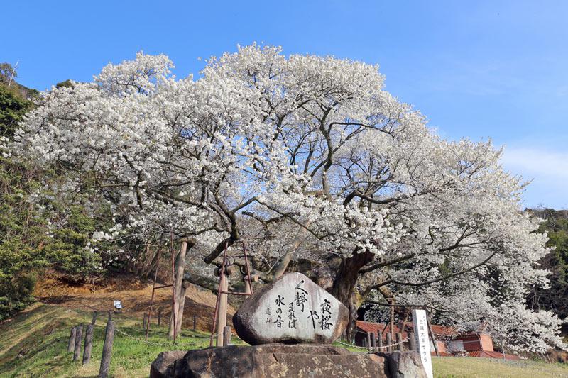 天然記念物の桜】全国にどれぐらい？ - ウェザーニュース
