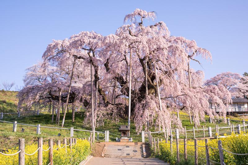 日本三代桜滝桜の大正時代の写真 置物