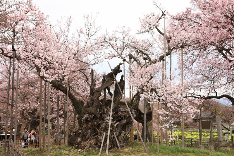 日本三大桜】「1000年」超えの老木を回復させた3つの物語 - ウェザー