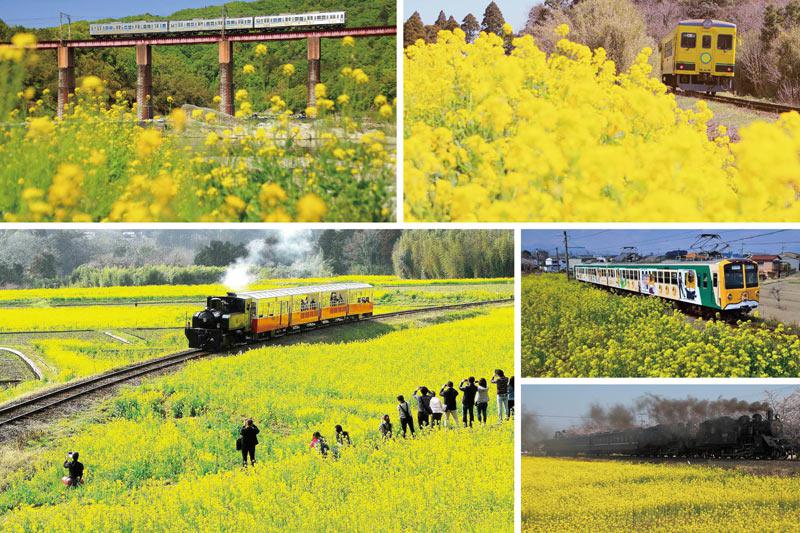週末にさっそく行きたくなる 菜の花の絶景鉄道 5選 ウェザーニュース