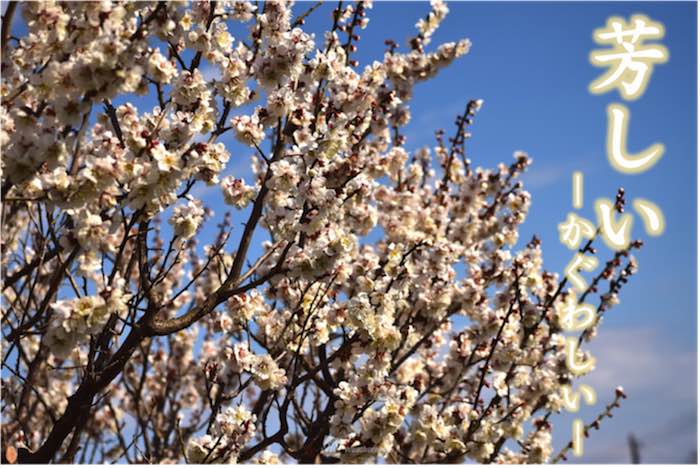 日本って美しい 春の言葉と春の空 ウェザーニュース