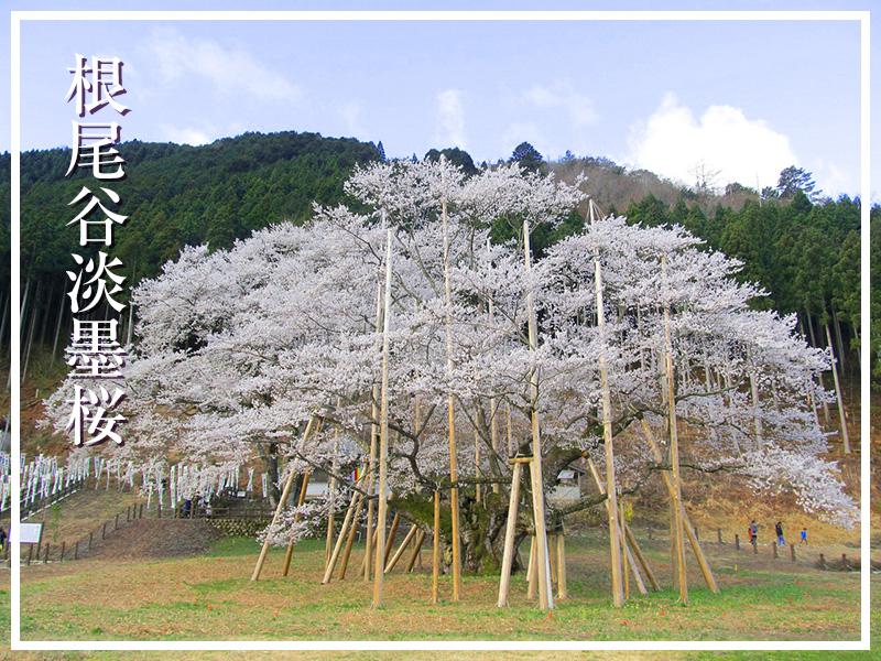 世界に誇る絶景】日本三大桜 - ウェザーニュース