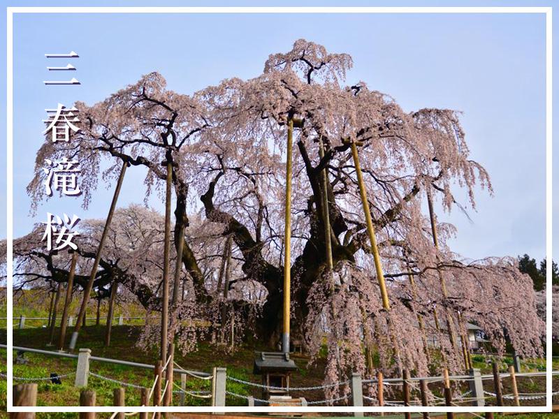 世界に誇る絶景】日本三大桜 - ウェザーニュース