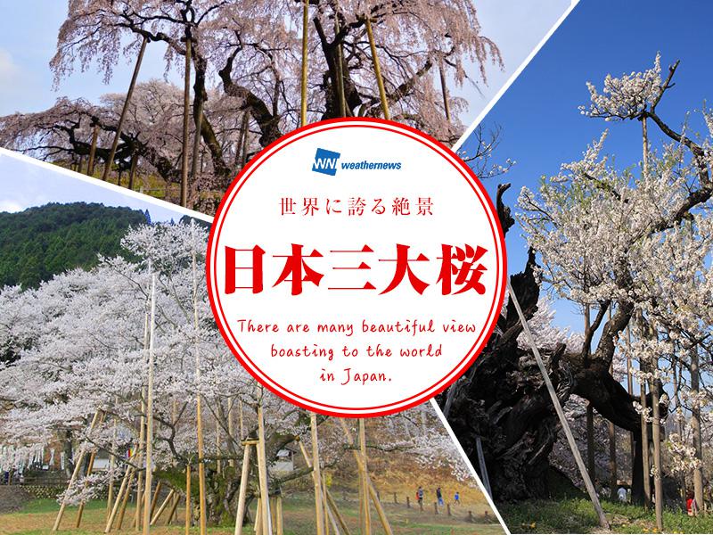 世界に誇る絶景】日本三大桜 - ウェザーニュース