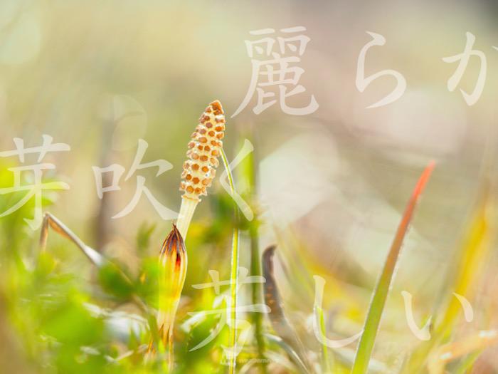 日本って美しい 春の言葉と春の空 ウェザーニュース