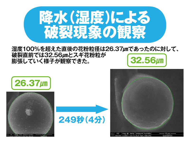 黄砂などで 花粉爆発 喘息など重症化も ウェザーニュース