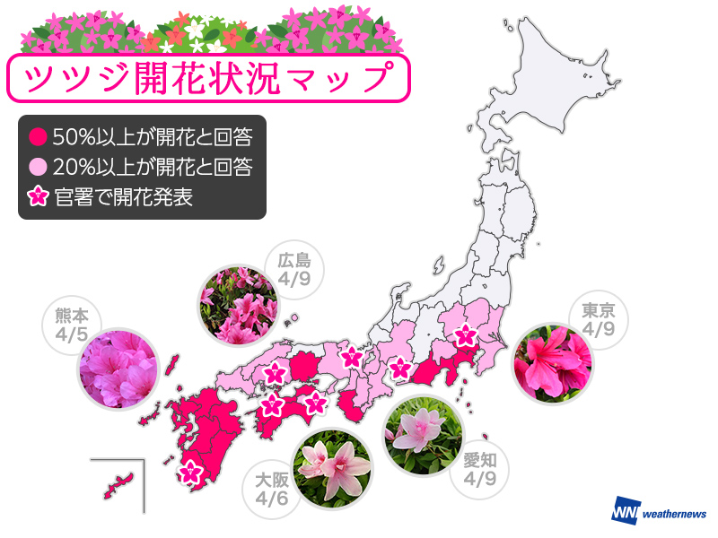 暖かさがツツジの開花を最大2週間早めている ウェザーニュース