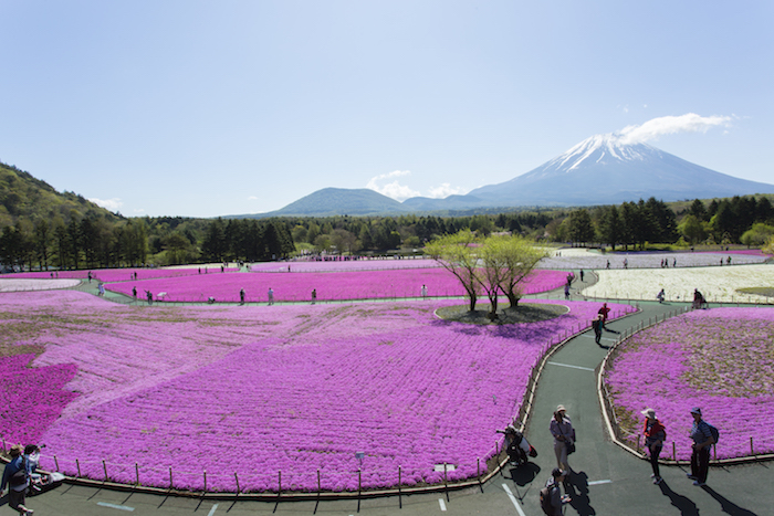 富士山麓を鮮やかに彩る桜の絨毯 富士芝桜まつり開催中 ウェザーニュース