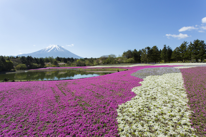 富士山麓を鮮やかに彩る桜の絨毯 富士芝桜まつり開催中 ウェザーニュース