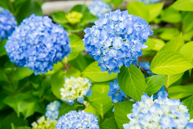 きれいな花には毒がある！ あなたのそばの危険な花 - ウェザーニュース