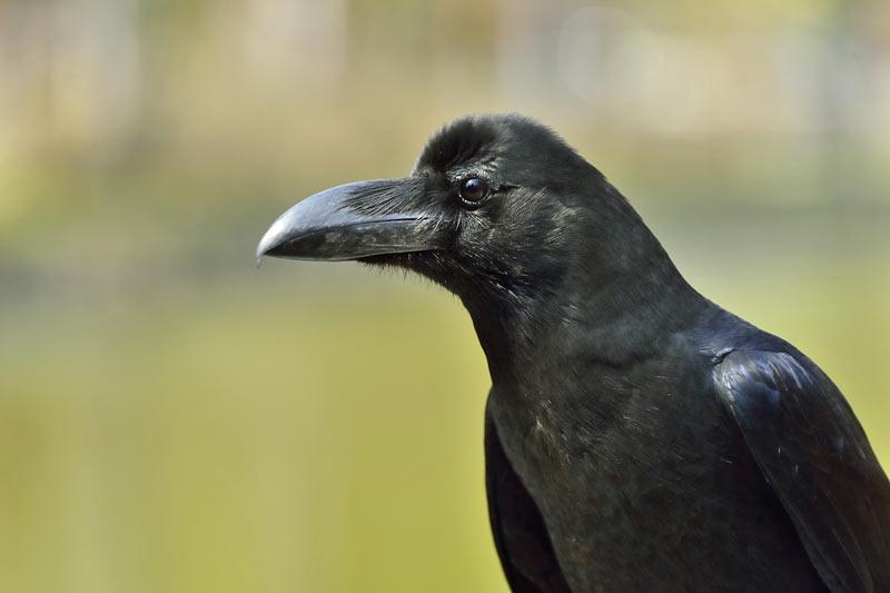 繁殖期 4 8月 のカラス攻撃は バンザイ で防ぐ ウェザーニュース