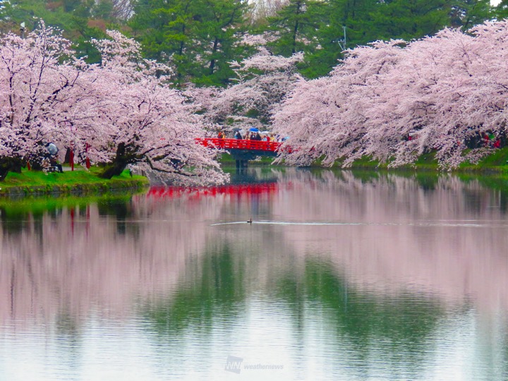 惚れ惚れする美しさ 水面に映る満開の桜と朱色の橋 ウェザーニュース