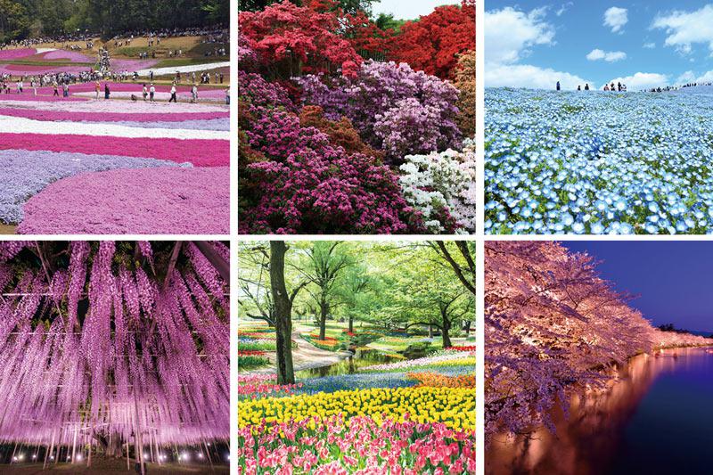 Gwお出かけ情報 花の名所に異変 ウェザーニュース