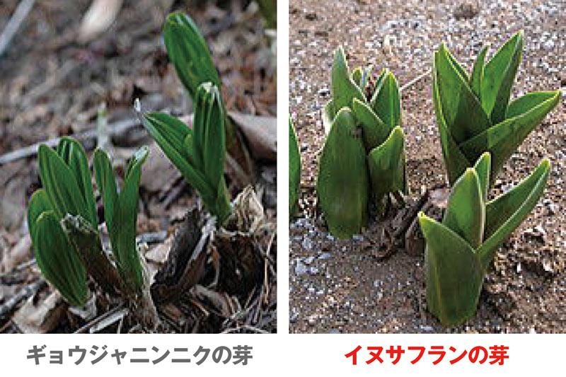 Gwも注意 春の山菜採りで間違えやすい有毒植物3選 ウェザーニュース