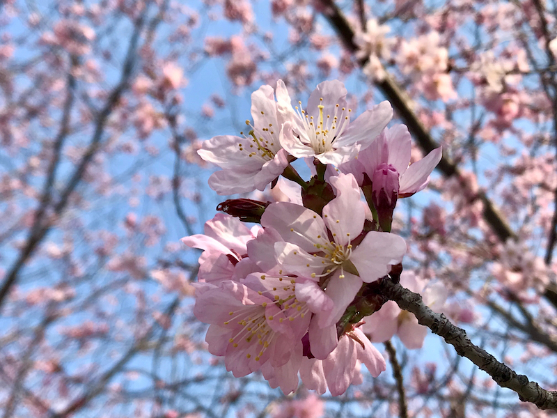 帯広の桜 開花の翌日に満開 一足飛びで開花が進む ウェザーニュース