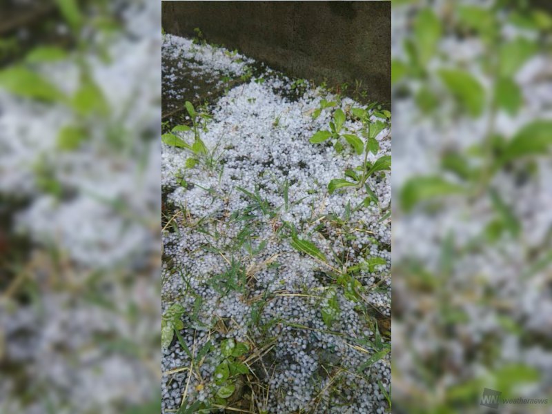 希少　気象　天然の雹　ひょう　千葉・茨城産　落ちたてホヤホヤ厳選採集 希少 気象 天然の雹 ひょう 千葉・茨城産 落ちたてホヤホヤ厳選