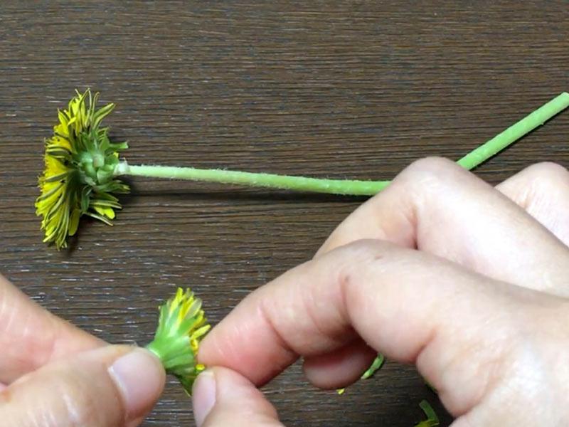 タンポポで 花の妖精 を作ってみよう ウェザーニュース