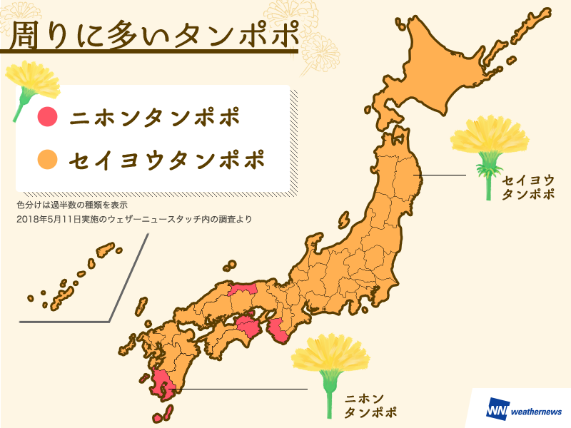 タンポポ、いま咲いているのはほぼ外来種 - ウェザーニュース