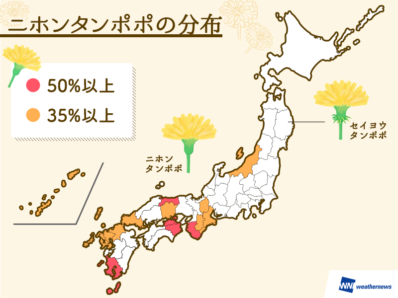 日本なのにセイヨウタンポポが多い ウェザーニュース