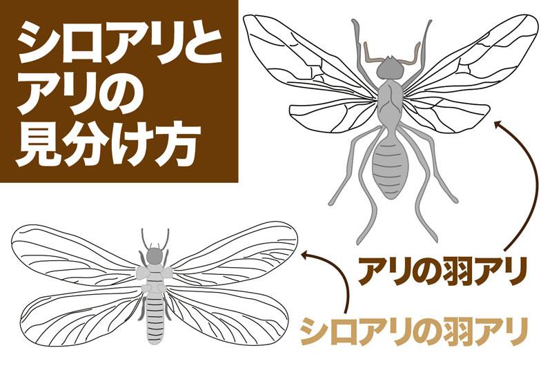 今の時期はシロアリが羽アリに クロアリとの見分け方とは ウェザーニュース