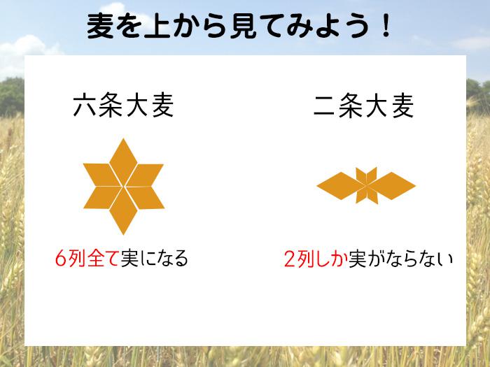 七十二候 黄金色に染まる景色が伝える季節とは ウェザーニュース