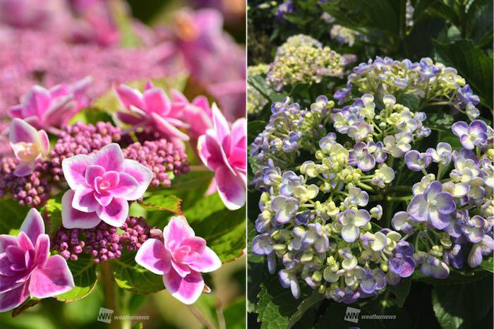 スミダノハナビ コンペイトウ ポップコーン 何のこと ウェザーニュース