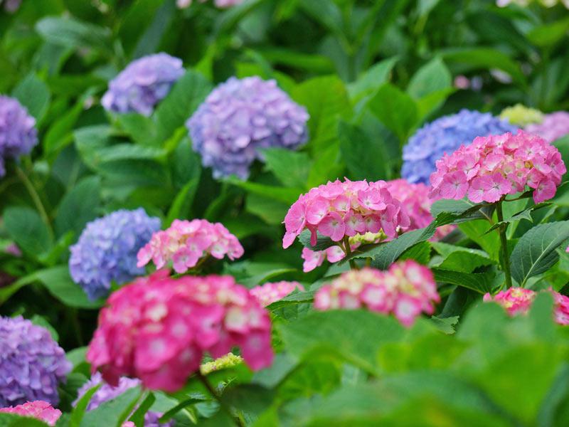 アジサイ】花の色が変化する秘密は？ - ウェザーニュース