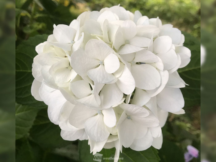 あじさいでカラー診断 この土の性質は ウェザーニュース