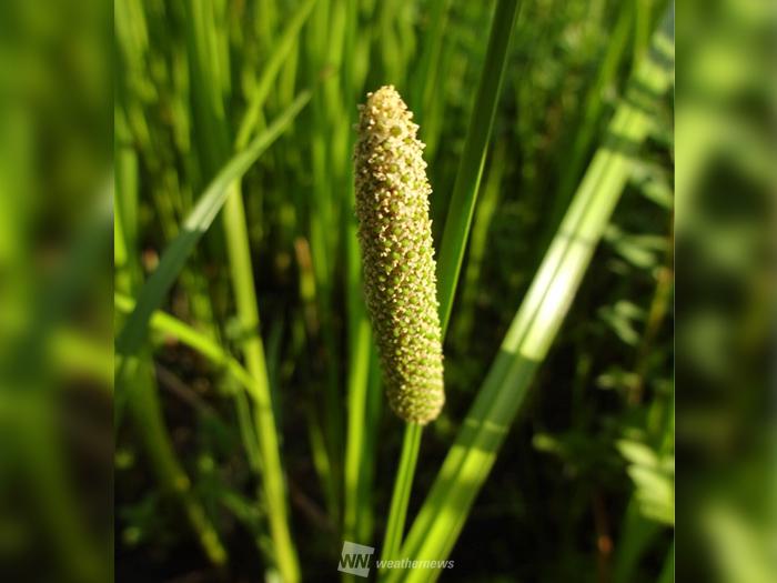 七十二候】いずれアヤメかカキツバタ！？ - ウェザーニュース