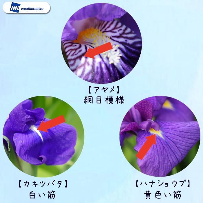 スワロフスキー【いずれアヤメかカキツバタ】 七十二候】いずれアヤメかカキツバタ!? - ウェザーニュース