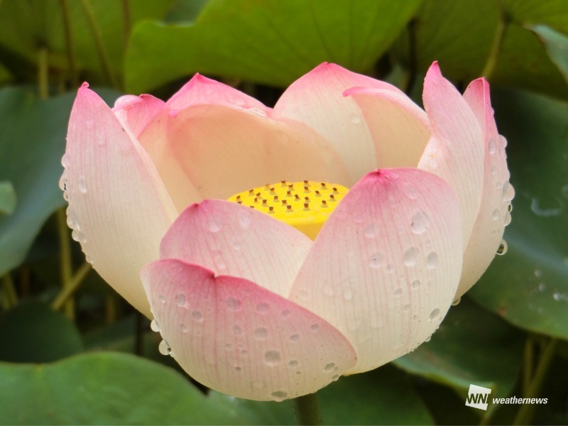 蓮始開 仏教とも深い関わりがある美しき花とは 18年7月12日 Biglobeニュース