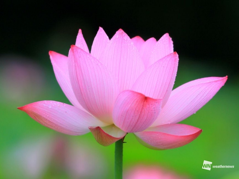 蓮始開 仏教とも深い関わりがある美しき花とは 18年7月12日 Biglobeニュース